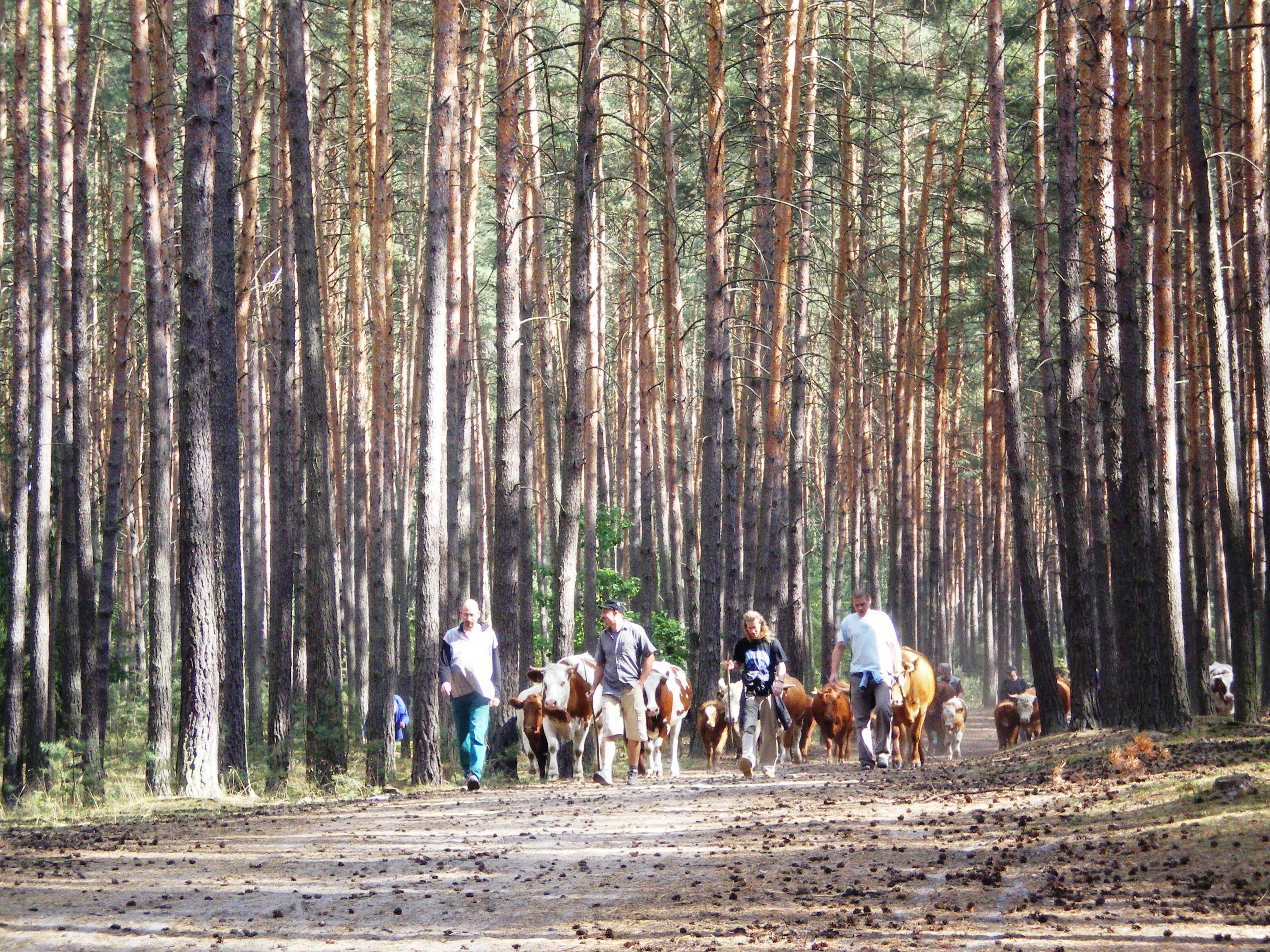 080914 14 Honáci určují tempo.JPG